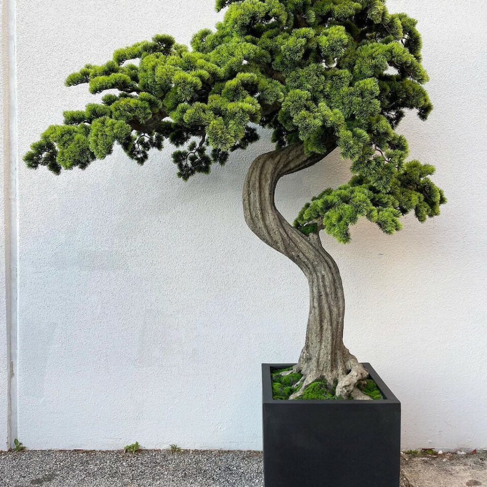 Großer Bonsai im Block M Pflanzgefäß