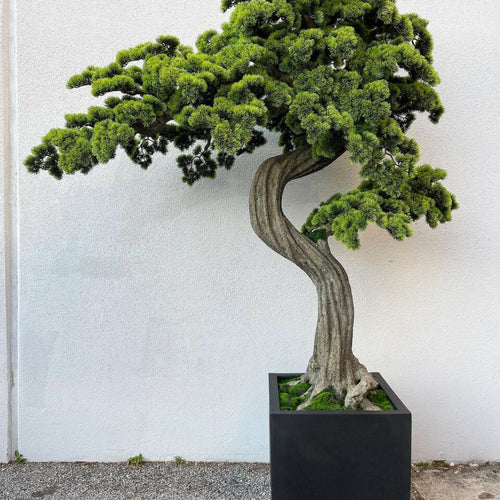 Großer Bonsai im Block M Pflanzgefäß