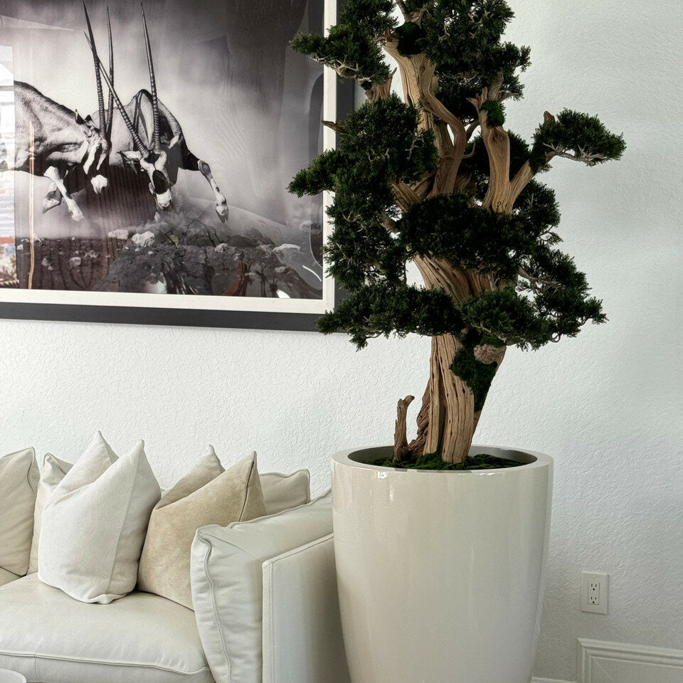 Großer Bonsai im Brannan Pflanzgefäß
